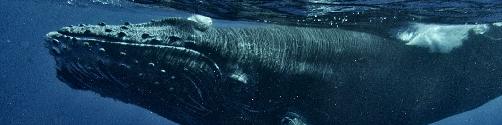 Un rorqual à bosse nage sous la surface de l'eau