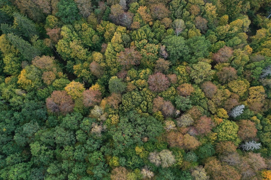 3 documentaires sur le réensauvagement à regarder en libre accès