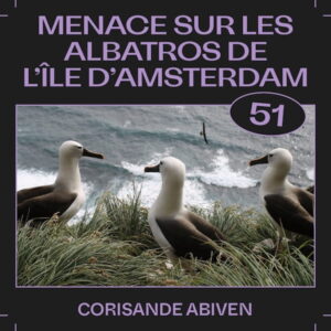 Podcast - Menace sur les albatros de l'île d'Amsterdam - Les Baladeurs